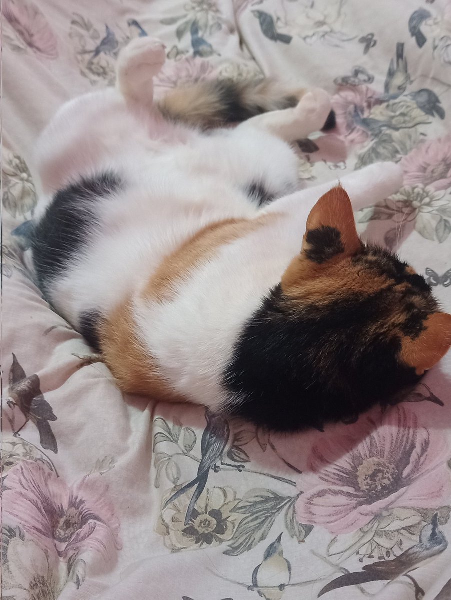 Kit__Cat__'s tweet image. CLASSIFIQUE SEU PET 

raça: gato
nome: mila
beleza: 100000/10 imagens auto explicativas
inteligência: 5/10 neutra
raiva: -10/10 
já mordeu alguém: nem sabe o que é isso
apelidos: milasquei