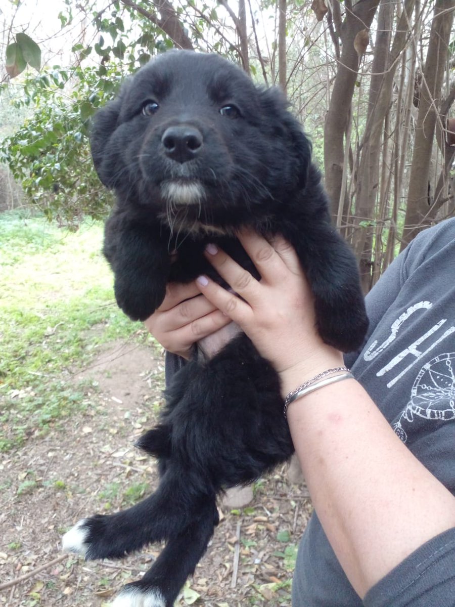 Vuelve en adopcion Clavelina, tiene 50 días Cruza de border collie, se entrega vacunada y desparasitada en CABA y GBA. 
La queres adoptar a esta bebe peluda? Misionsolidariatwitter@gmail.com  
Asunto: Clavelina sos hermosa  
Rt por favor, gracias!