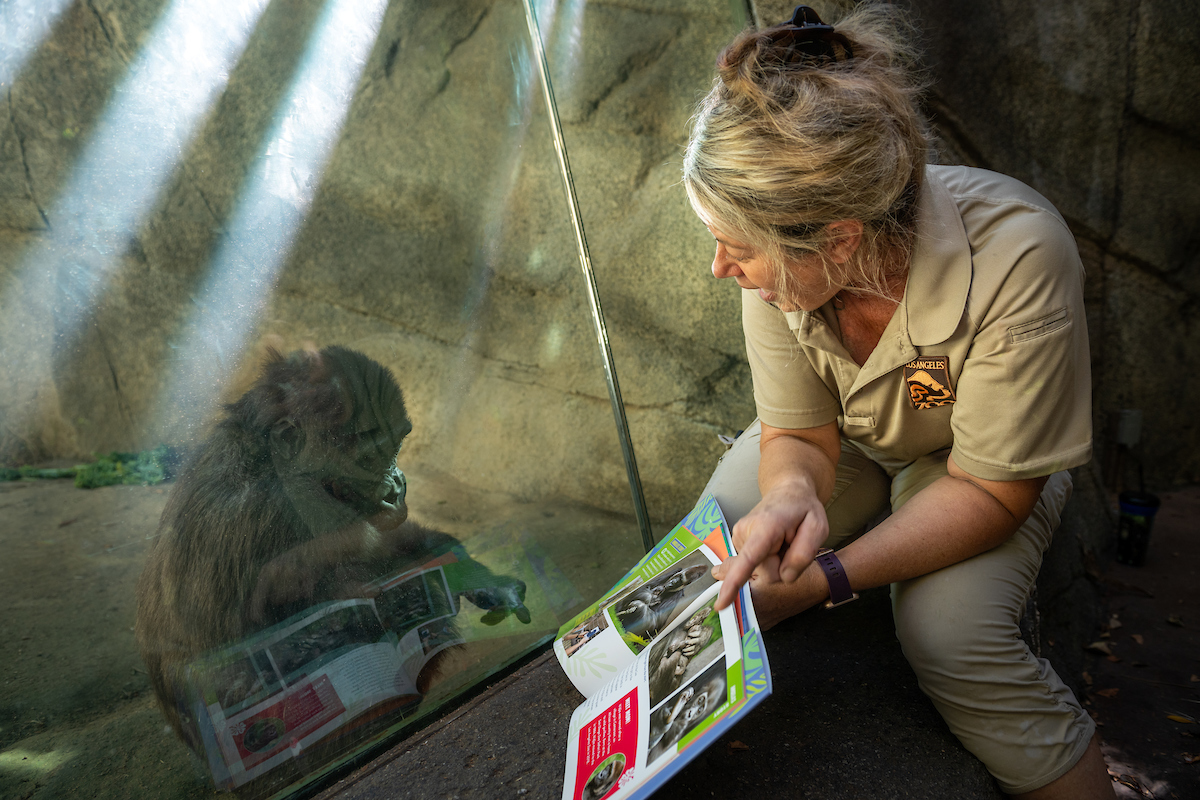 LAZoo's tweet image. Join us this #WorldGorillaDay weekend for book signings and readings of "Angela &amp;amp; Lulingu". Readers will learn how two young gorillas—one in Los Angeles, the other in Africa—have inspired millions of people to care about gorillas and their future. Info: bit.ly/46hJb9s