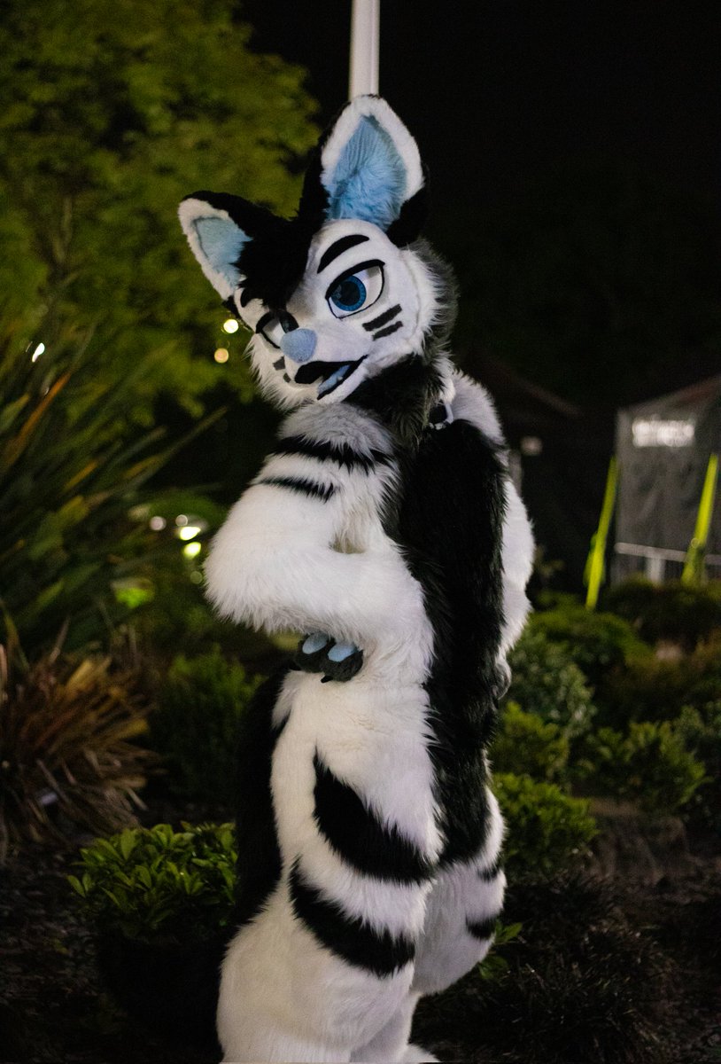 ʀᴇɴᴛᴏ 🐺 tweet media