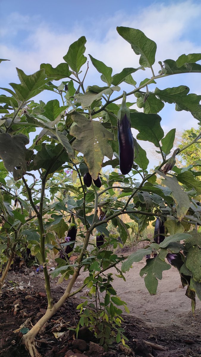 Healing by planting

#petanigadungan
#petaniserabutan