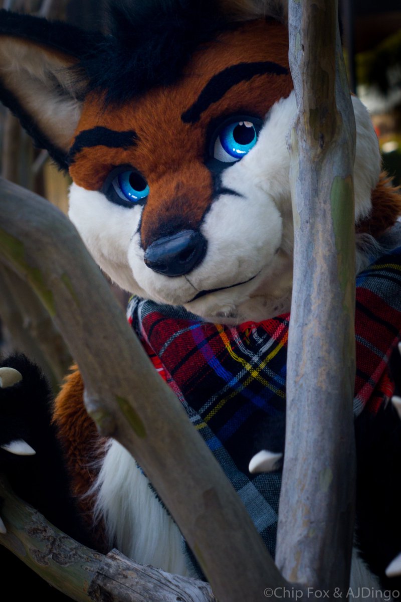 chipfoxx's tweet image. Just peeking! #FursuitFriday #FoxFriday