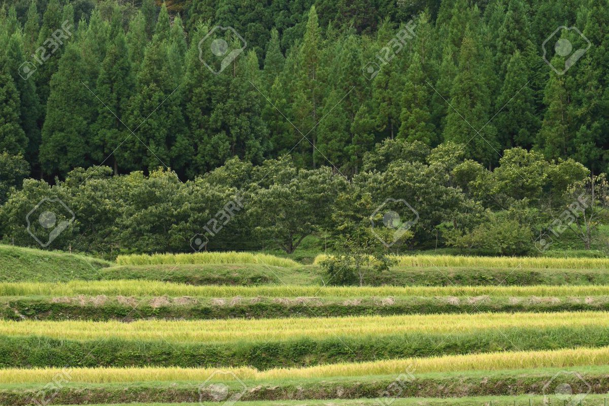Mountain village in early autumn
jp.123rf.com/photo_76329287…
#Autumn #earlyautumn #mountainvillage #ricepaddyfield #paddyfield #ricefield #riceplant #cedar #cedarforest #chestnuttree #tree #green #nature #landscape #Japan