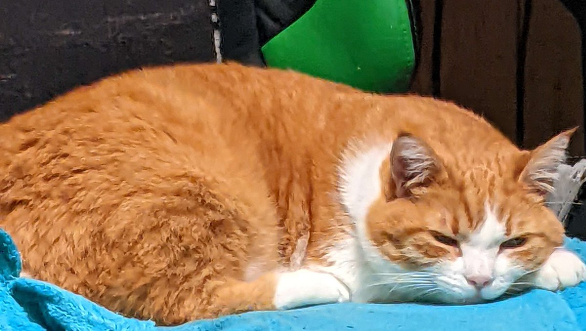 My cat took my chair and slept in it all day and so I didn't start the stream on time and now I'm sleepy too so I'm just gonna do it tomorrow okay? Just look at him.