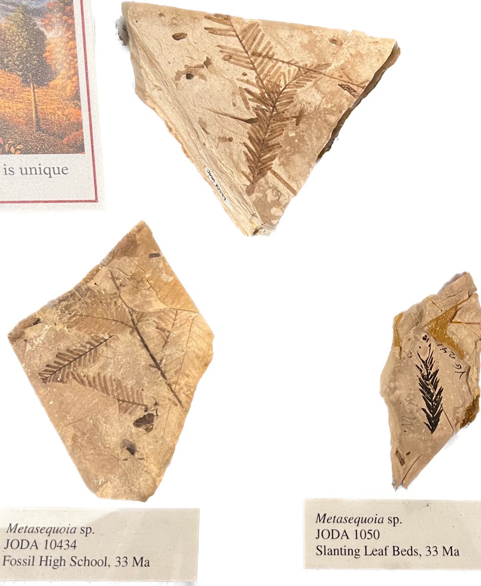OregonArchives's tweet photo. We heard it's #FossilFriday so we thought you'd like to feast your eyes on Oregon's State Fossil, the Dawn Redwood (Metasequoia). The fossils are at @JDFossilBedsNPS. 
Once thought to be extinct, Dawn Redwoods are used for landscaping here. But wild stands are endangered. https://t.co/aObU3BIv1b