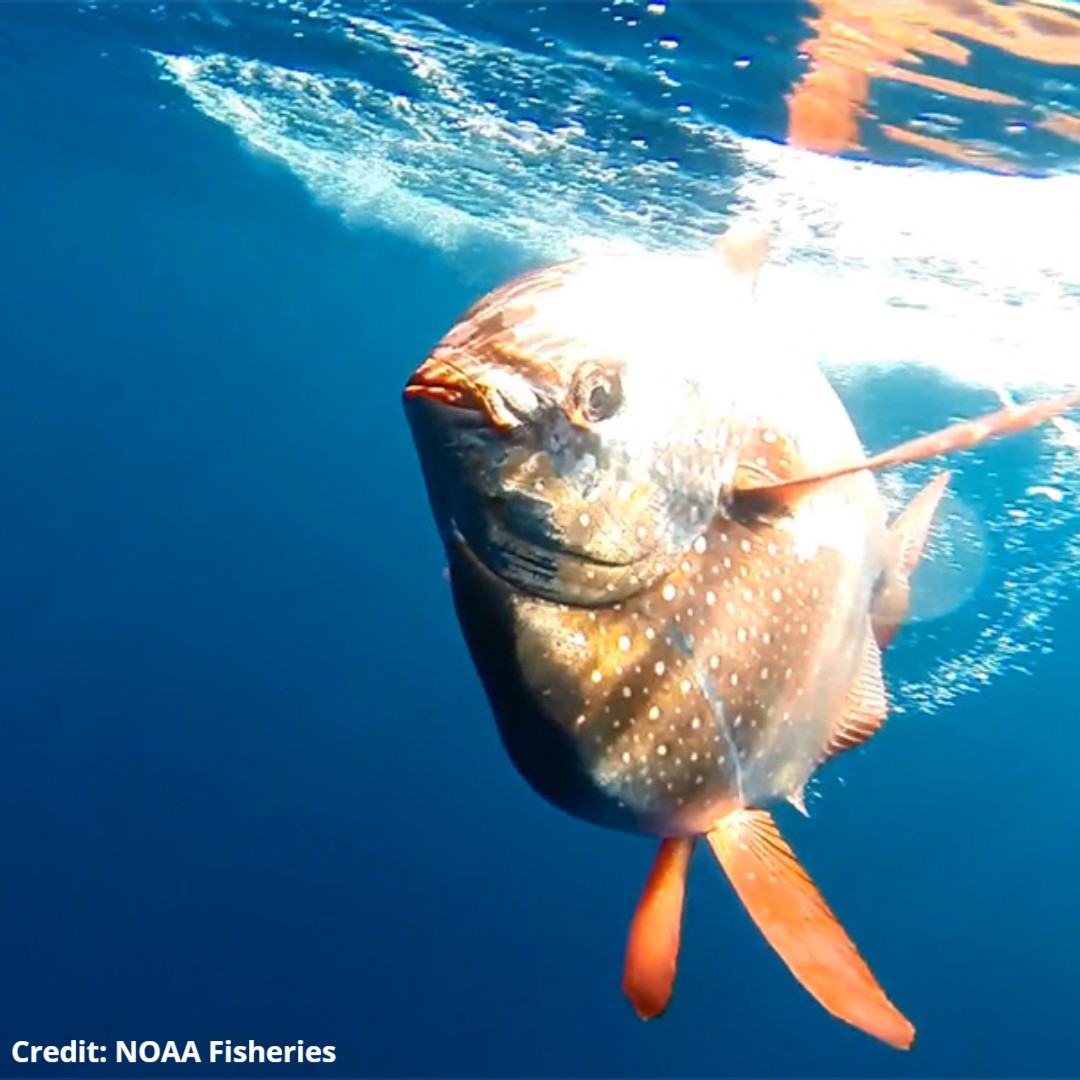 oceana's tweet image. A warm-blooded fish? Yes, that's right! 🐟 🐟 

The #opah is a large deep-sea dwelling, cold-water fish that can generate enough heat with its swim muscles to warm both its heart and brain-boosting its ability to survive in the frigid depths in inhabits. #FishyFriday