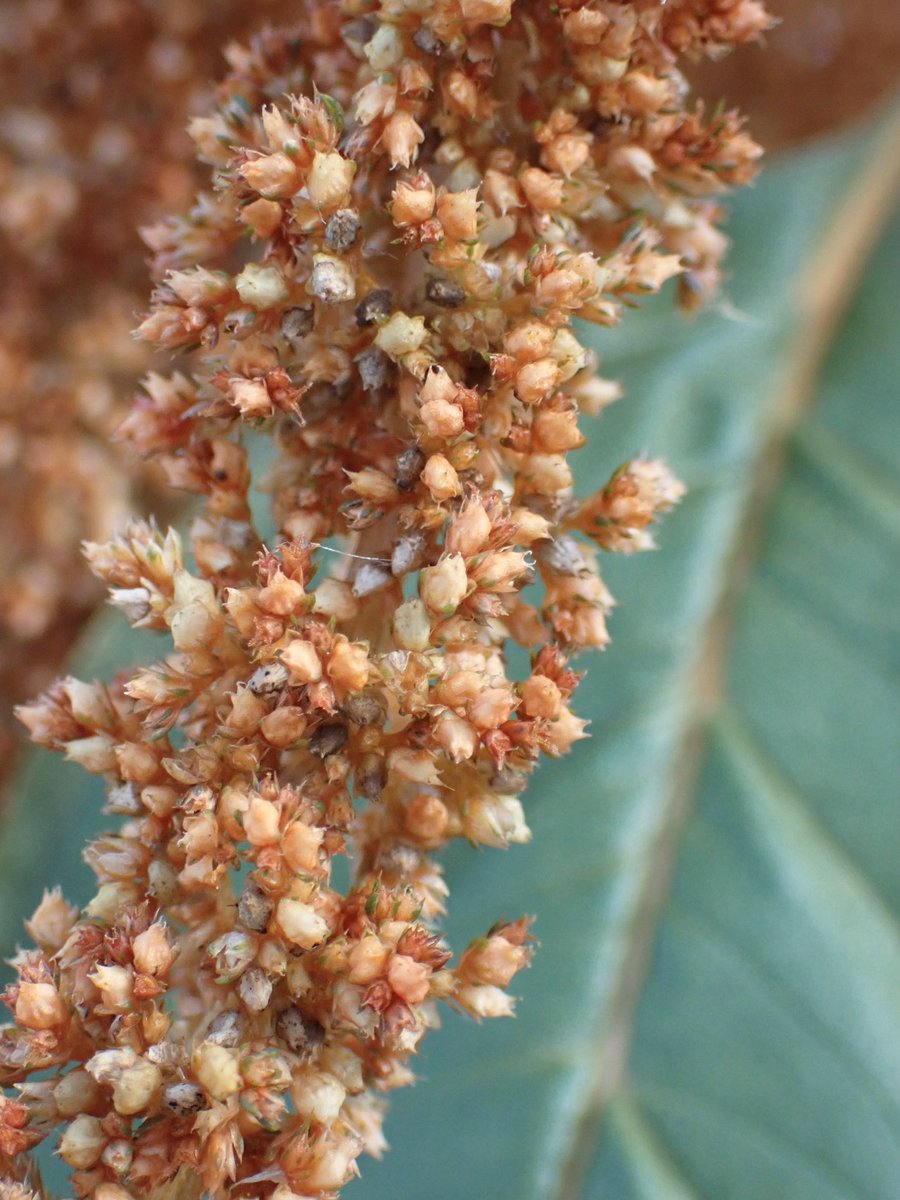 Wave Hill tweet media