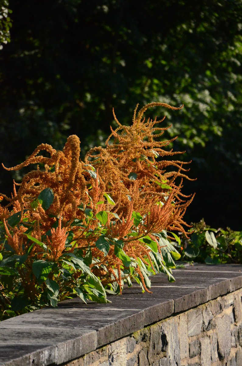 Wave Hill tweet media