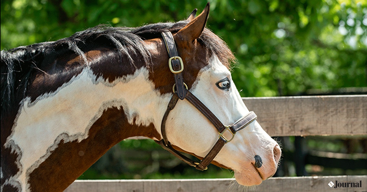 📷NEW COURSE ALERT📷
A comprehensive video course explaining genetic health conditions📷 affecting stock horses, has joined the horseIQ library! Thanks to UC Davis Veterinary Genetics Laboratory's valuable insight into this series!
📷: bit.ly/genetichealthc…
#MarkedForGreatness