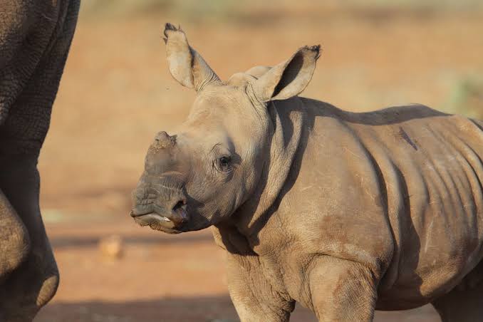 #WorldRhinoDay ... 
The most beautiful creatures on this planet...