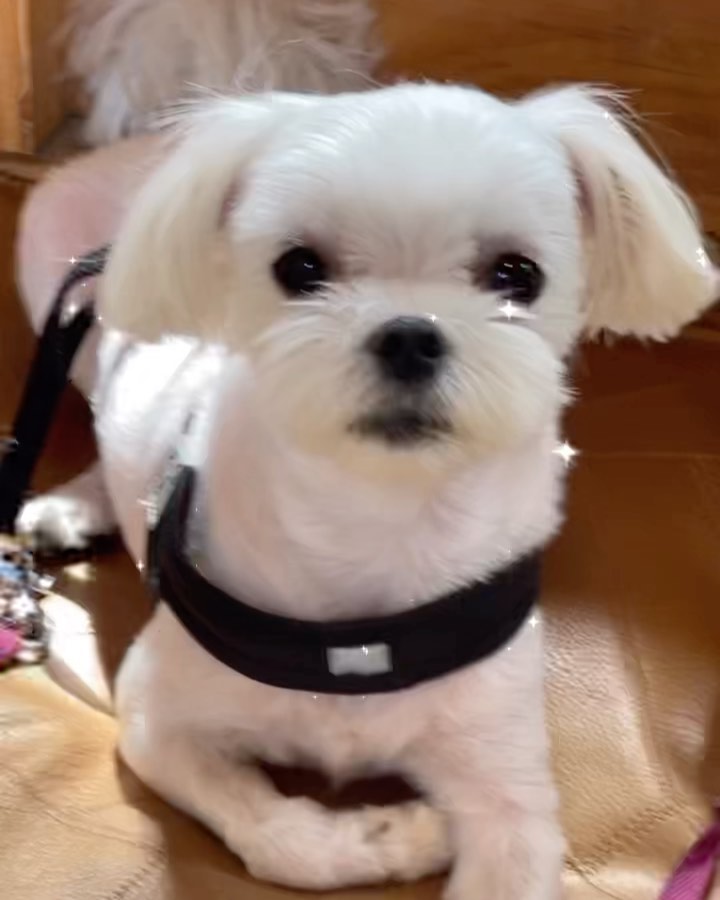 The greatest joy a dog can bring to a person is that when you act crazy with him, he won't make fun of you, he'll act crazy with you.