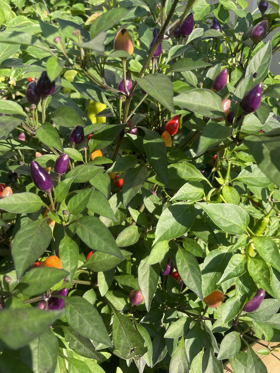 Mrs. Sanchez (Spratt) tweet media