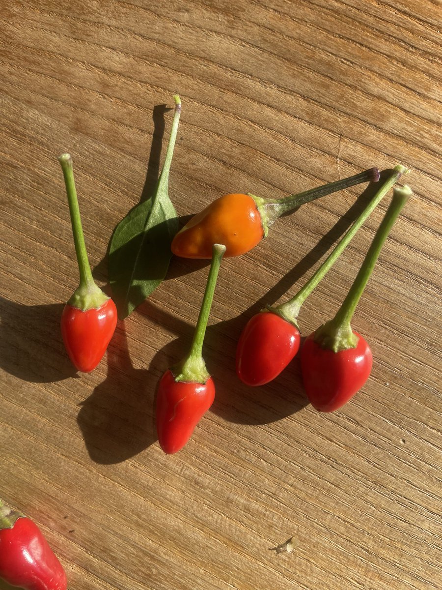 Mrs. Sanchez (Spratt) tweet media