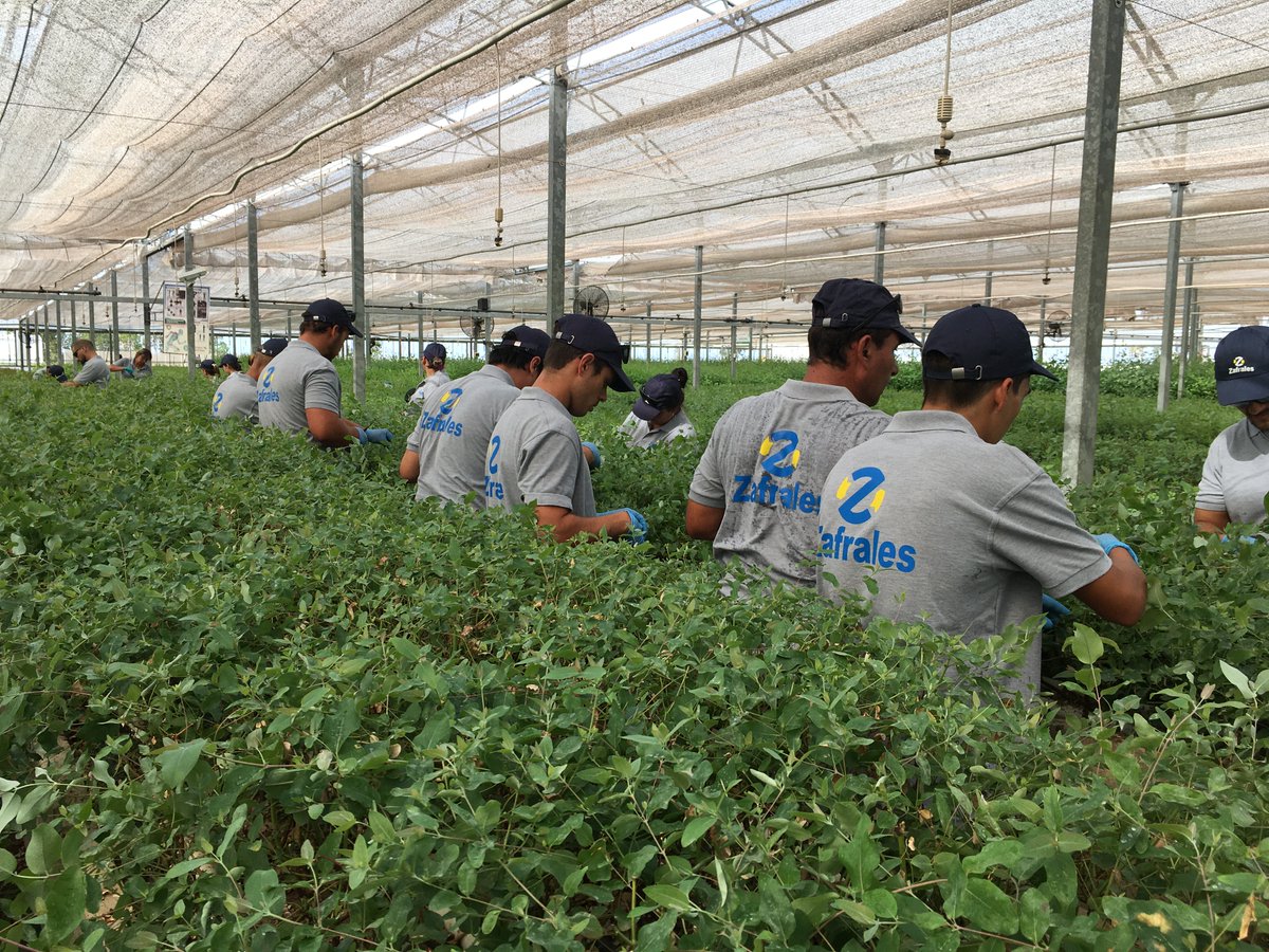 Zafrales tweet media