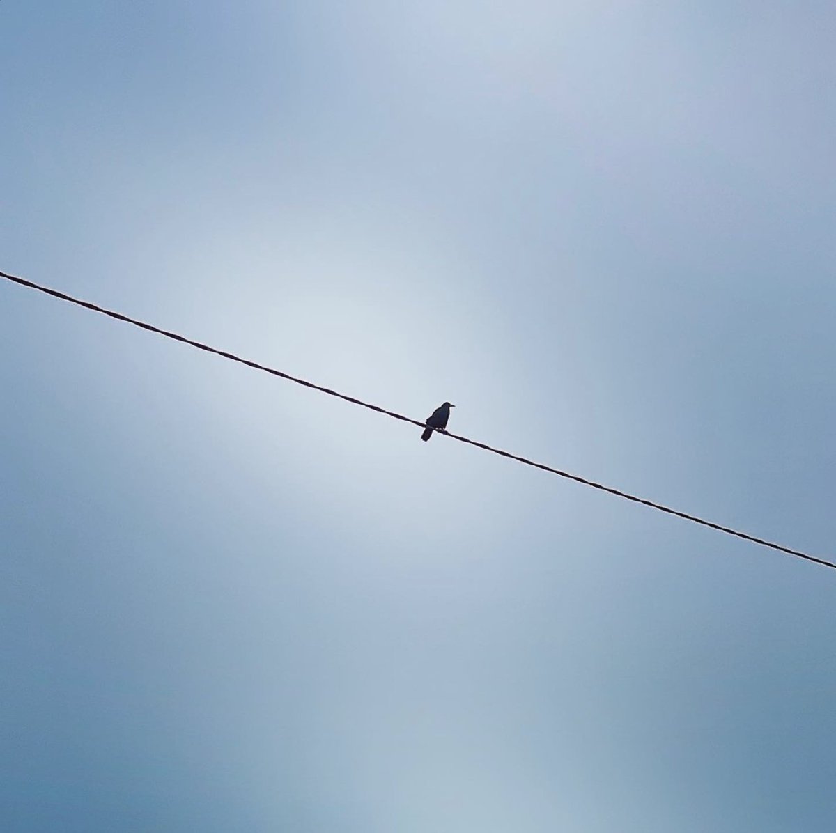 francisxyzk's tweet photo. The Sentinel.

I love the watchfulness of Crows, always looking out for family and friends.
#SecretsAndStyes https://t.co/lOhJYsKCve