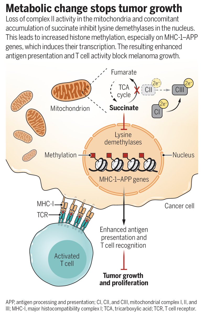 EricTopol's tweet photo. The mitochondria, cancer and our immune response—connecting the dots
https://t.co/YyXZ0qOz9l @ScienceMagazine  @FrezzaLab @MachiPouikli
https://t.co/AkUbCLiU8e
@salkinstitute @Tcellogic @KMangalhara https://t.co/Nza6Ac3Unj
