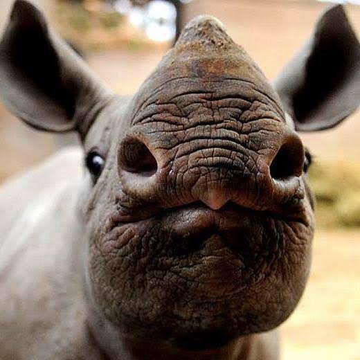 #WorldRhinoDay ... ❤️
Rhino kisses.... just for YOU. 😘💞