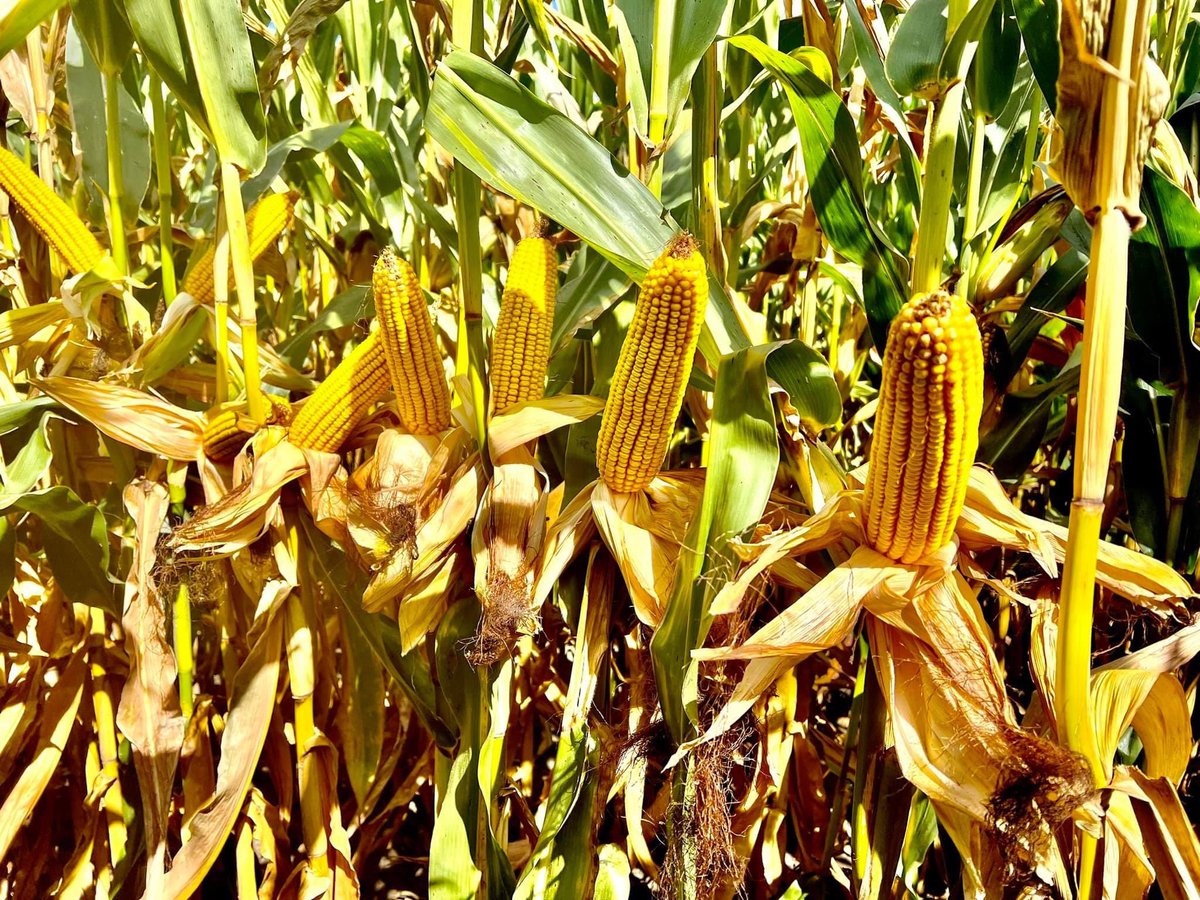 🚨New product  alert🚨 

DKC114-99RIB VT4 Pro looks like the new #Goldstandard in Woodford County IL. #NeverSettle #Bayer4IL