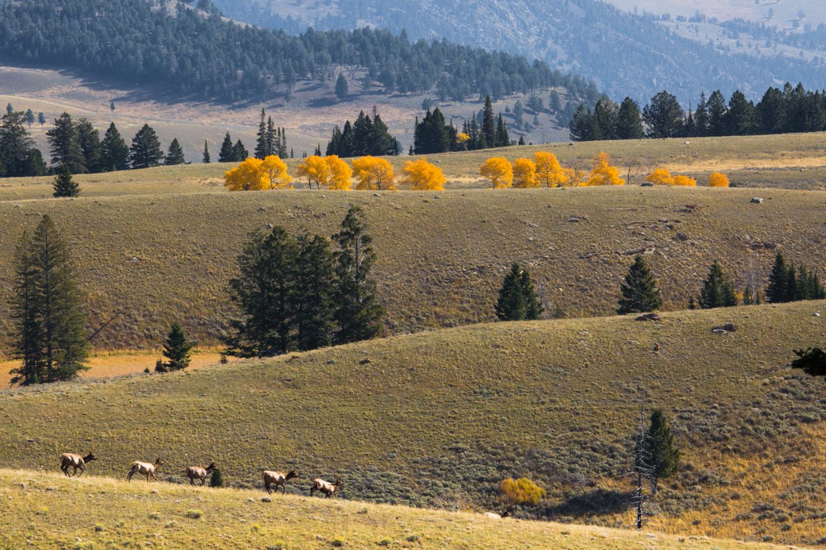 YellowstoneNPS's tweet photo. Happy first day of fall! From colorful foliage, bugling elk, to cooler temperatures and even snow, autumn is a special, yet fleeting time in the park. 🍂 https://t.co/6AONXzddjN