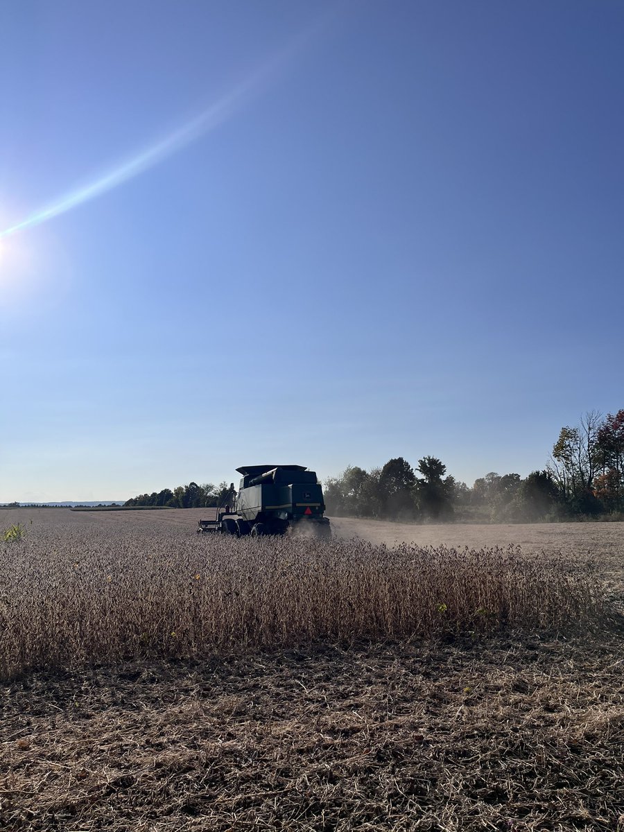 Started into the beans today!