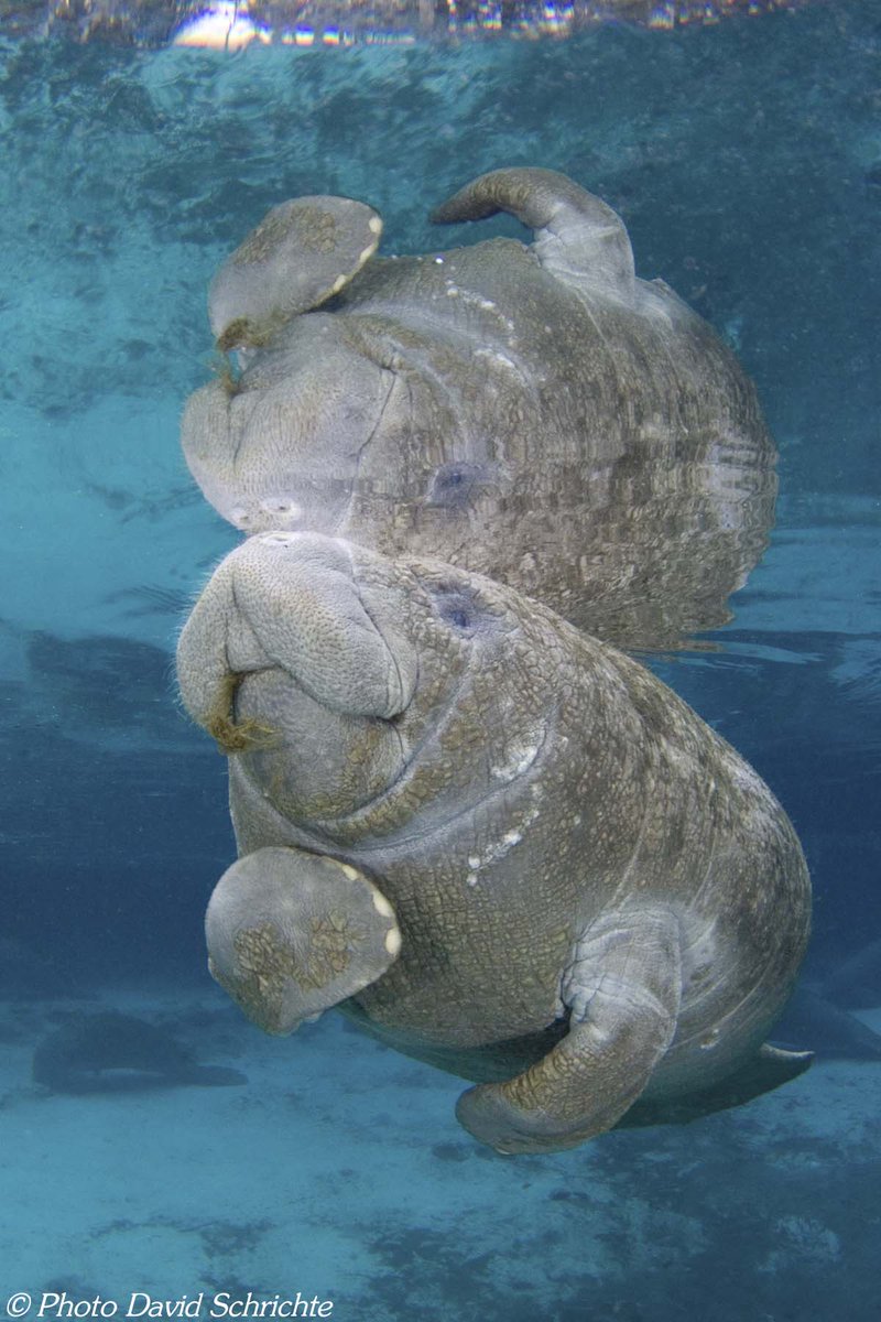 @challah_chic Manatees (but not dugongs) have fingernails on their flippers. Flippernails, even. Evidence of their close evolutionary relationship to elephants.