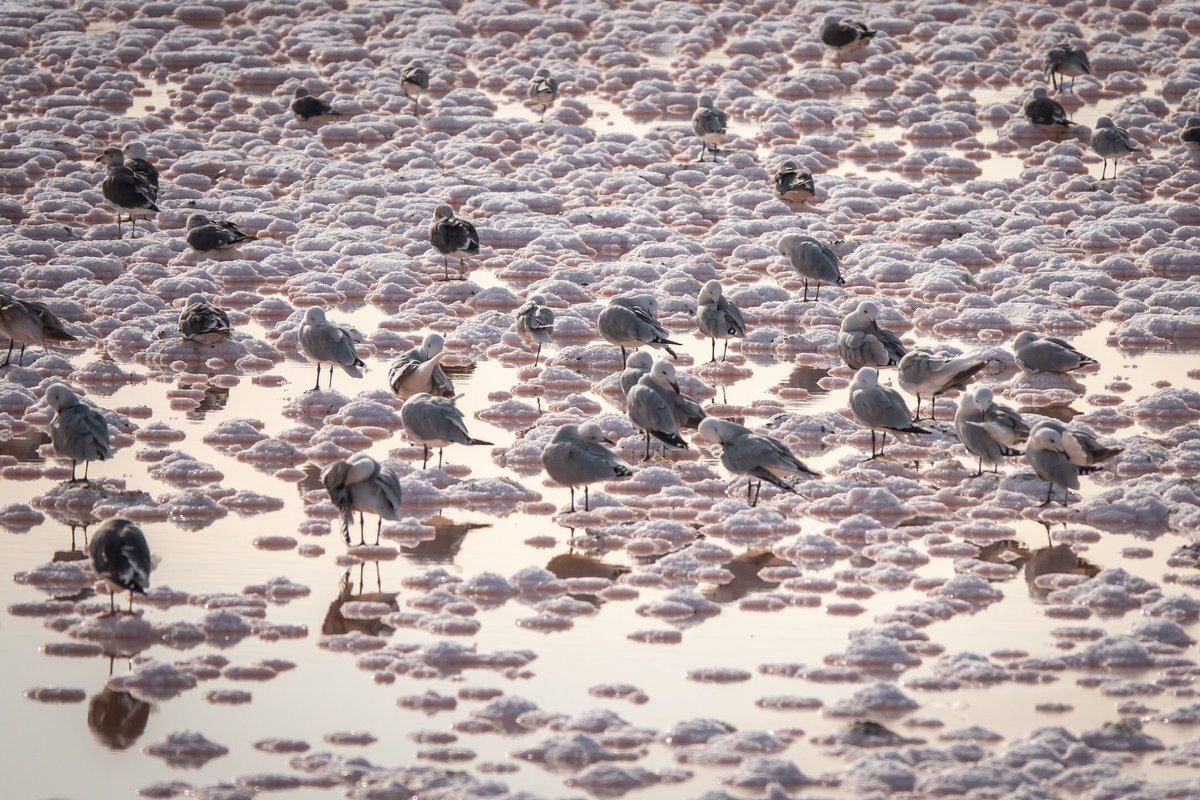 Gulls on the salt pans