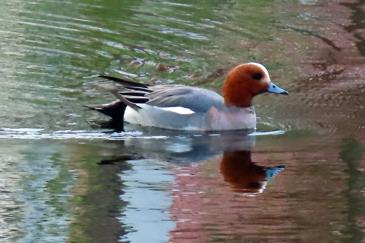 Vogels6's tweet photo. #BirdsSeenin2023
#SMIENT β
Gezien 10-06-2023 bij Kuusamo in Midden-Finland
@vogelnieuws @observado @sovon @Britnatureguide
#mareca_penelope #eurasian_wigeon https://t.co/iTZcNTOoiH