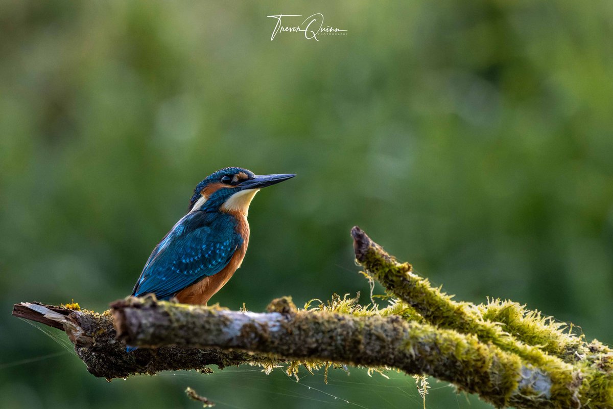 Male Kingfisher
#kingfisher #birds #malekingfisher #vmweather <a href="/deric_tv/">Deric</a> <a href="/barrabest/">Barra Best</a> <a href="/StormHour/">#StormHour</a> @PictureIreland