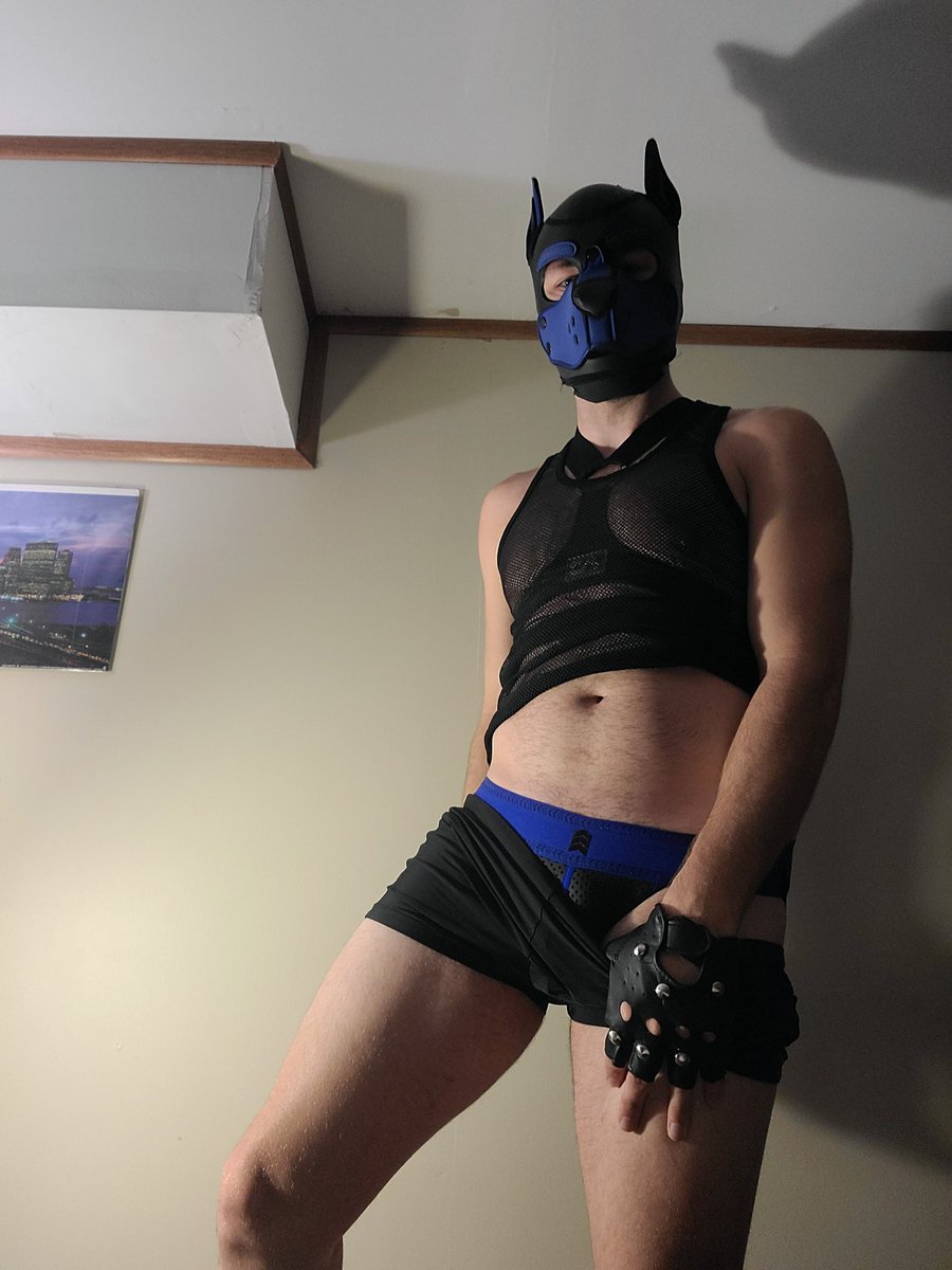 Pup_Novak's tweet photo. Been a while since I was a little fuzzy so this pup thought to take a pic or two to take advantage of it~ more pics to follow soon~ https://t.co/IX9swUoYgU