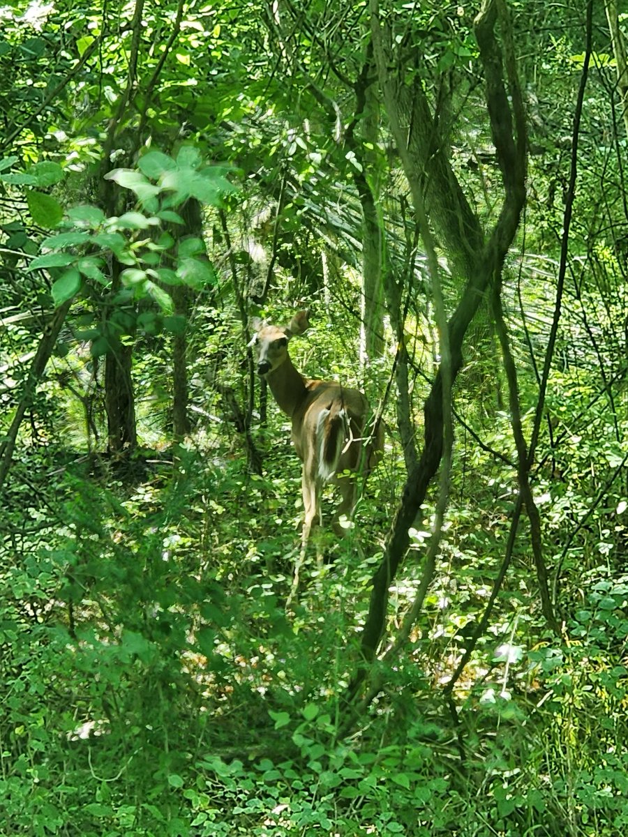 rjn_group's tweet image. Sometimes, our #FieldTechs like to hang out with their deer friends while on the job.
