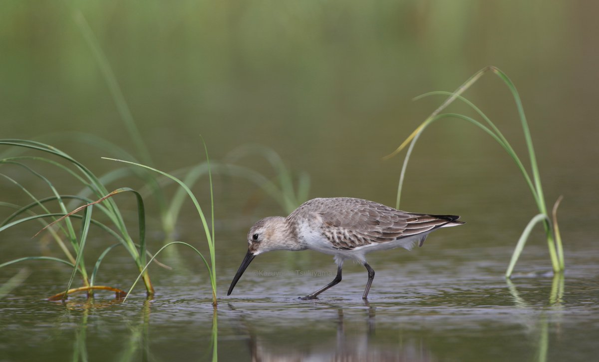 TsukiyamaKazu's tweet image. ハマシギが定着すると季節の移ろいを感じます。
#ハマシギ
#奇跡の水溜り