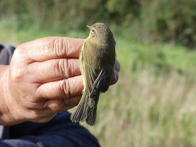 A return to Deepdale Farm today brought us 29 birds, 2 Blackcap and 5 Chiffchaff including ringed near Hollersley Heath, Suffolk 3rd April 2023, recaptured at Deepdale 19 days later, and again today @_BTO @DeepdaleFarm