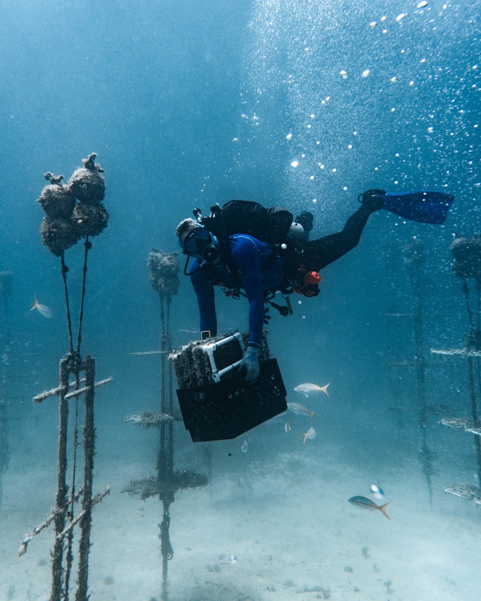 coralcrf's tweet image. This week in our #FridayFieldUpdate, our teams have been keeping up with maintenance and inventory in our in-situ nurseries. This involves cleaning our trees, removing any competitors that may be present as well as taking stock of all the coral.
