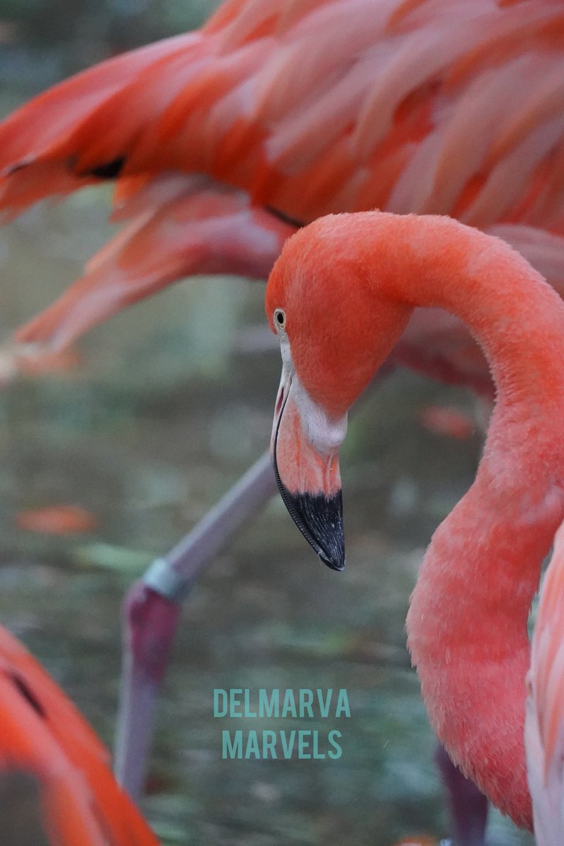 DelmarvaMarvels's tweet photo. Coming soon to https://t.co/kzzjBKilm6:

  ☆ Unicorn Bookshop - Trappe, MD
  ☆ @DoCoAxe - Cambridge, MD
  ☆ @salisburyzoo - Salisbury, MD
  ☆ Main Street - Federalsburg, MD

💙 Patreon photo blog = Free to follow! Support appreciated.

🍀 Prints for sale through @SalemBottom https://t.co/ihb8uCFIAQ
