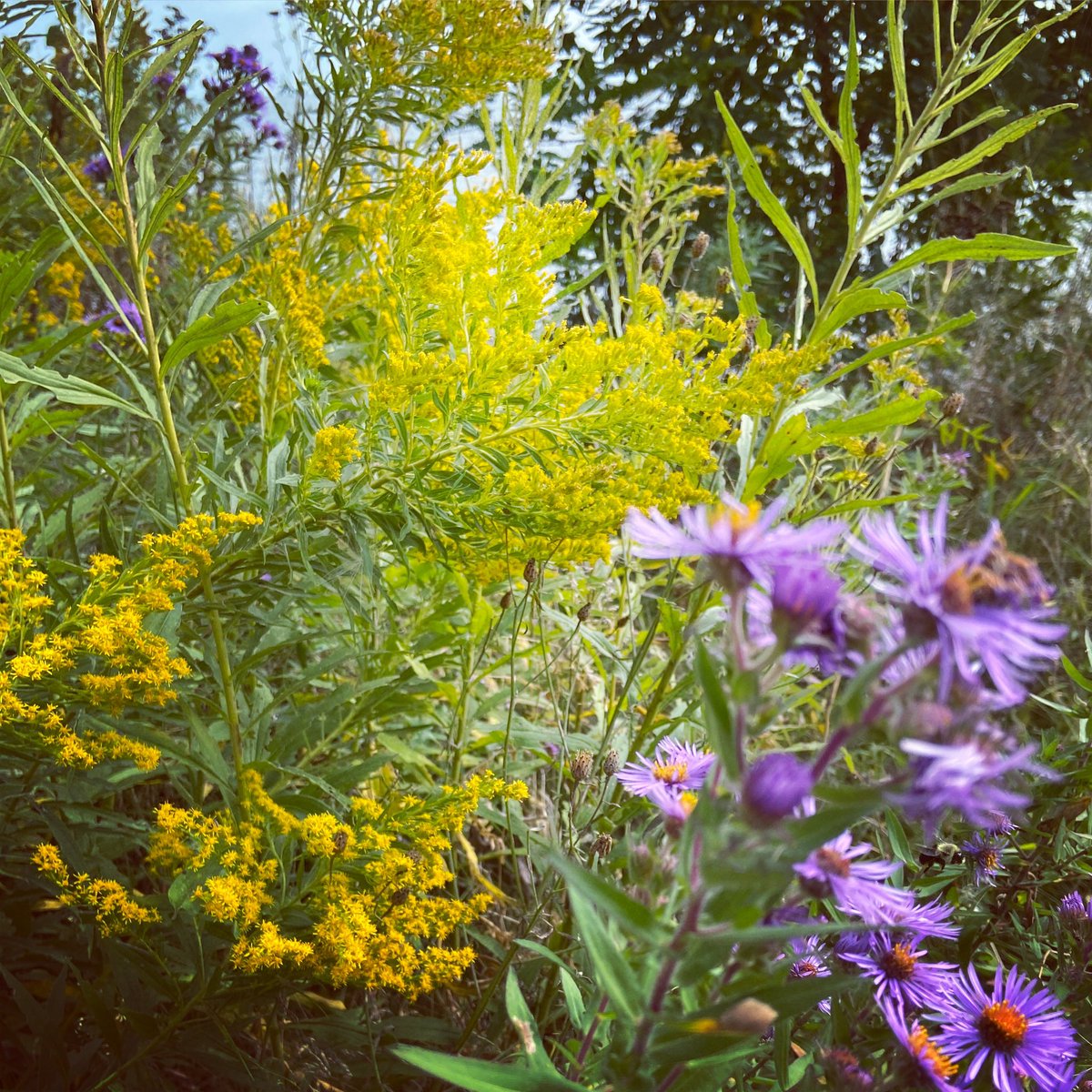 Golden rod and New England aster grow together as it’s assume they are able attract more pollinators with the contrasting colour display of flowers. 

How might the outdoors inspire an inquiry?
#tdsbGC