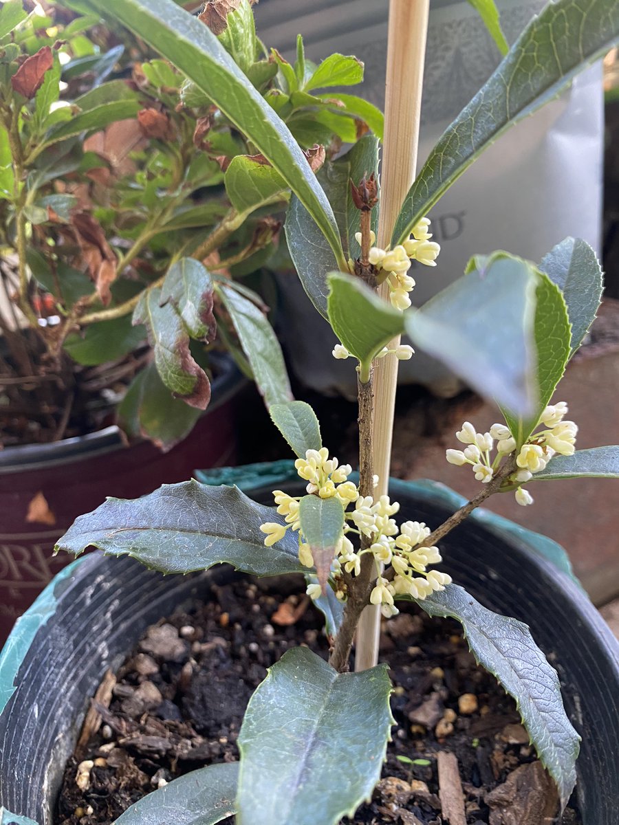 I’ll up pot this sweet fragrant plant in spring. I just got it a month ago and this is 2nd time it blooms. All flowers died and comes back! Amazing. #teaflower