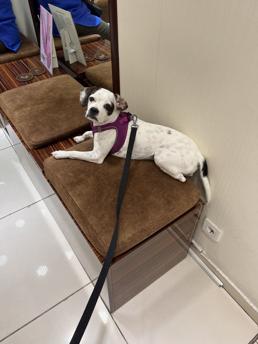 Eciscicis's tweet image. Çantasız kabul edemeyiz dedikleri köpek de bu 8 kilocuk bebek, kurt falan değil yanlış olmasın