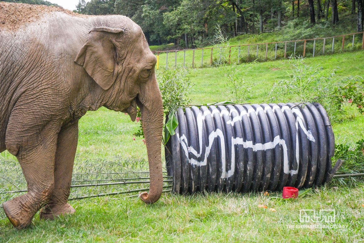 ElephantsTN's tweet image. It’s #ElephantAppreciationDay! Even though we devote every day to elephants at The Sanctuary, we love sharing this day dedicated to them with the world. What do you appreciate most about elephants?