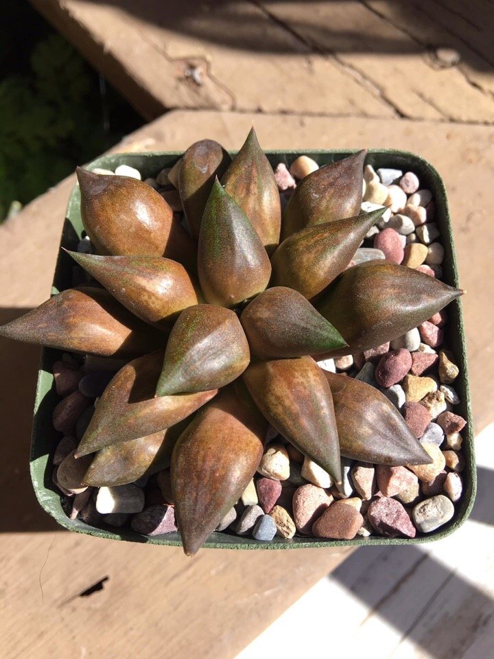 ハオルチア・エメリアエ(ピクタ)の実生からでたもの
Seedling of Haworthia emelyae (picta)
vk.com/raritet_plants