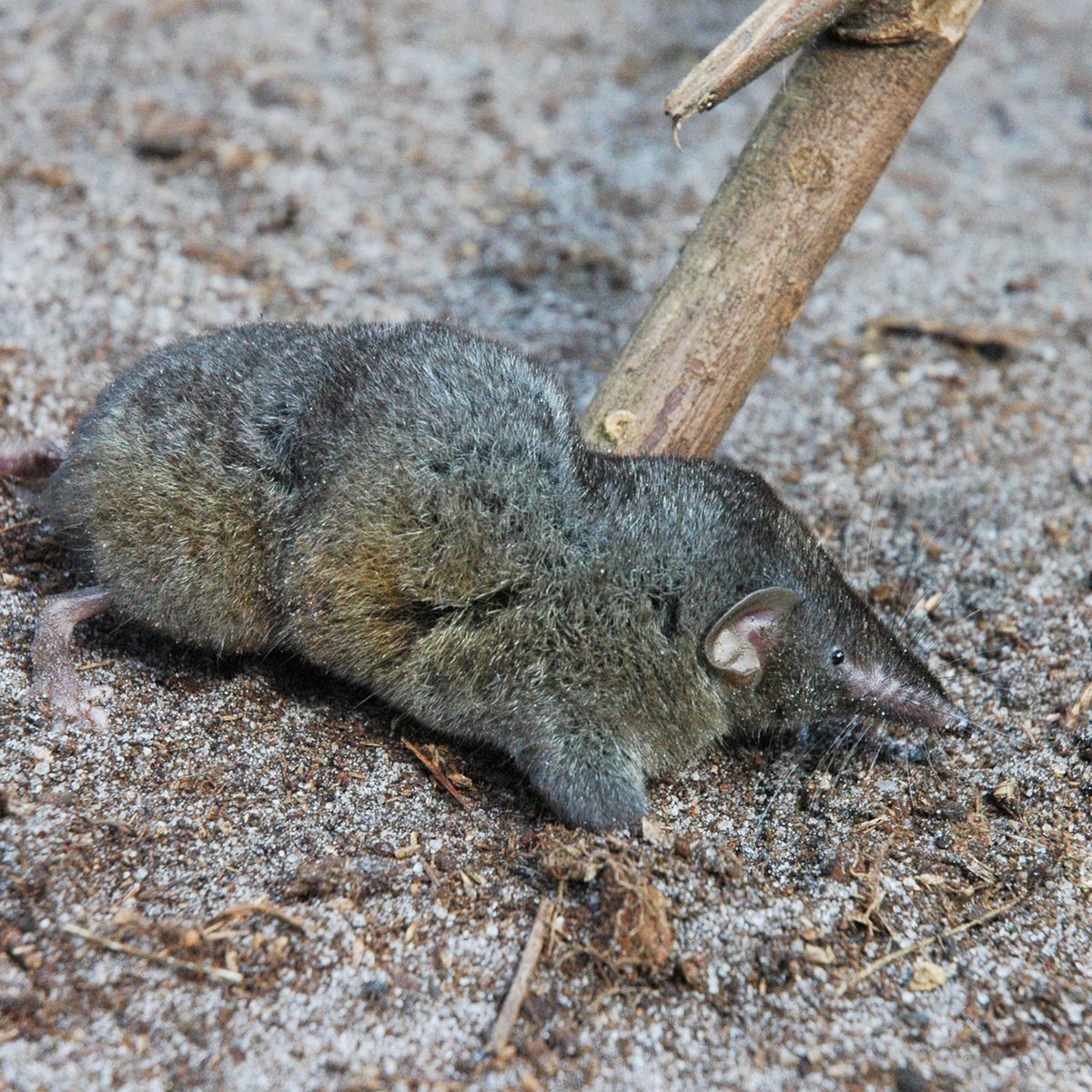 crocutamatata's tweet image. The hero shrew, a tiny mammal with a spine so insane it can survive being stomped on by a grown man unscathed