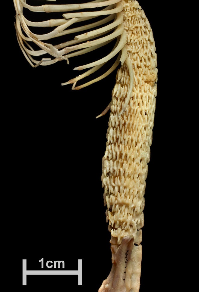 crocutamatata's tweet image. The hero shrew, a tiny mammal with a spine so insane it can survive being stomped on by a grown man unscathed