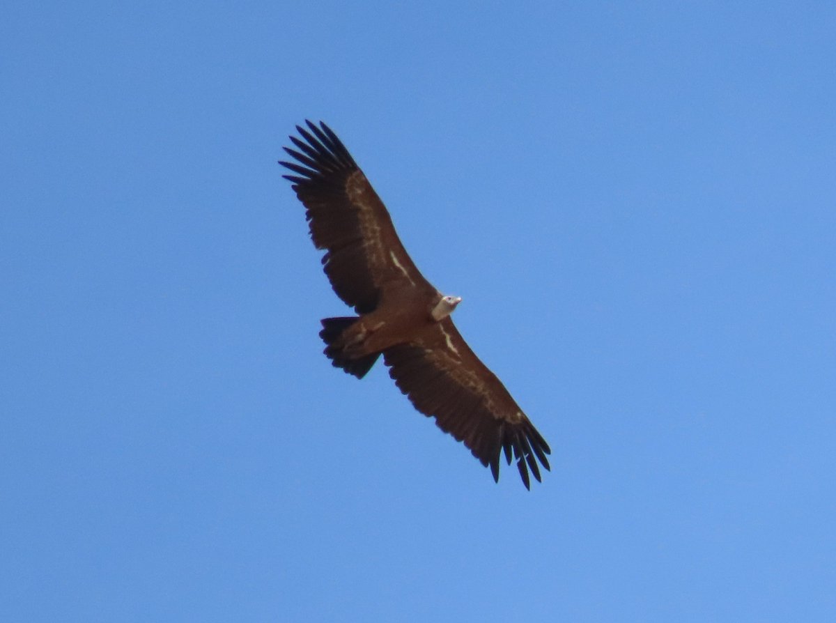 Glyn Evans (@evansthegrump) on Twitter photo Some raptor action today as we headed out to the plains. Cinereous and Griffon Vultures, plus Juv Bonellis Eagle tagged by <a href="/Lolbodini/">Lol Bodini</a>. Started the day with nice Grey Phalarope before breakfast. Throw in Black Stork and a sumptuous lunch: 14 happy <a href="/naturetrektours/">Naturetrek</a> clients :-) Some raptor action today as we headed out to the plains. Cinereous and Griffon Vultures, plus Juv Bonellis Eagle tagged by <a href="/Lolbodini/">Lol Bodini</a>. Started the day with nice Grey Phalarope before breakfast. Throw in Black Stork and a sumptuous lunch: 14 happy <a href="/naturetrektours/">Naturetrek</a> clients :-)