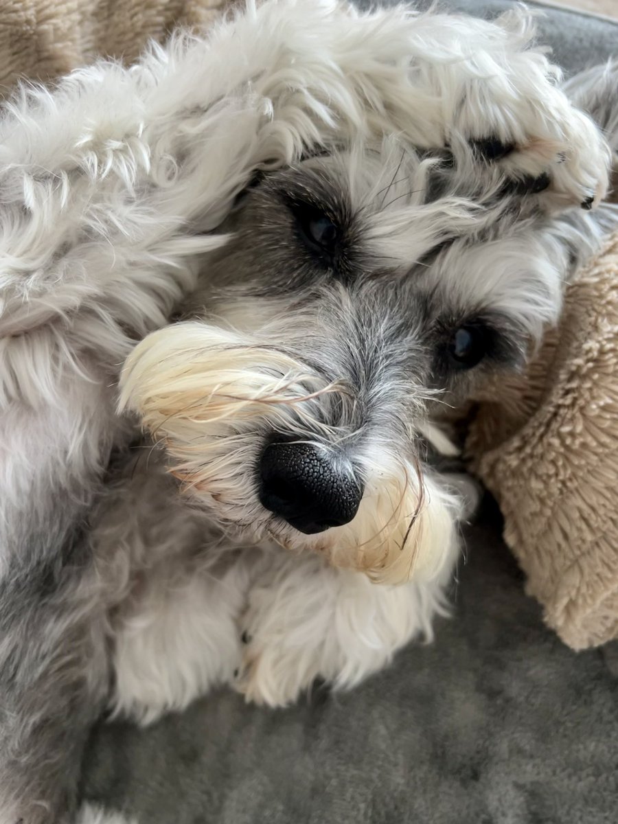 Arthur Schnauzer tweet media