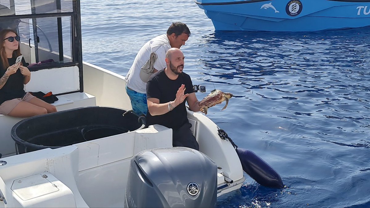 La pequeña tortuga Andrés, continúa su ciclo de vida en el mar y gracias al localizador, podremos seguir su trayectoria!