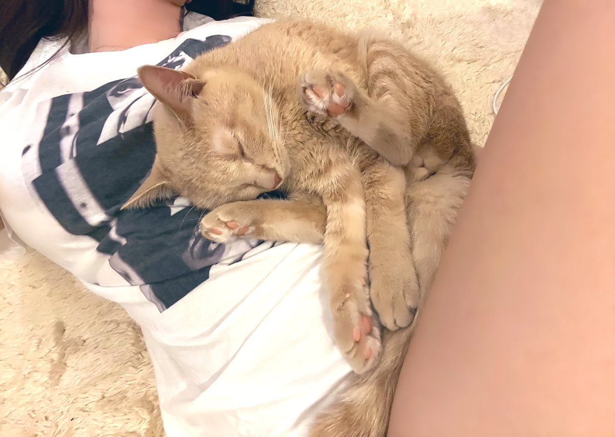 お胸を枕にして眠る猫 https://t.co/Kyc0IIjEe8