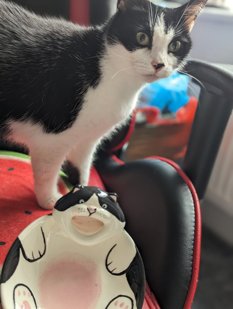 Anythingcomic's tweet image. Dish cat, real cat
ᶜᵃʳᵈᵇᵒᵃʳᵈ ᵇᵒˣ