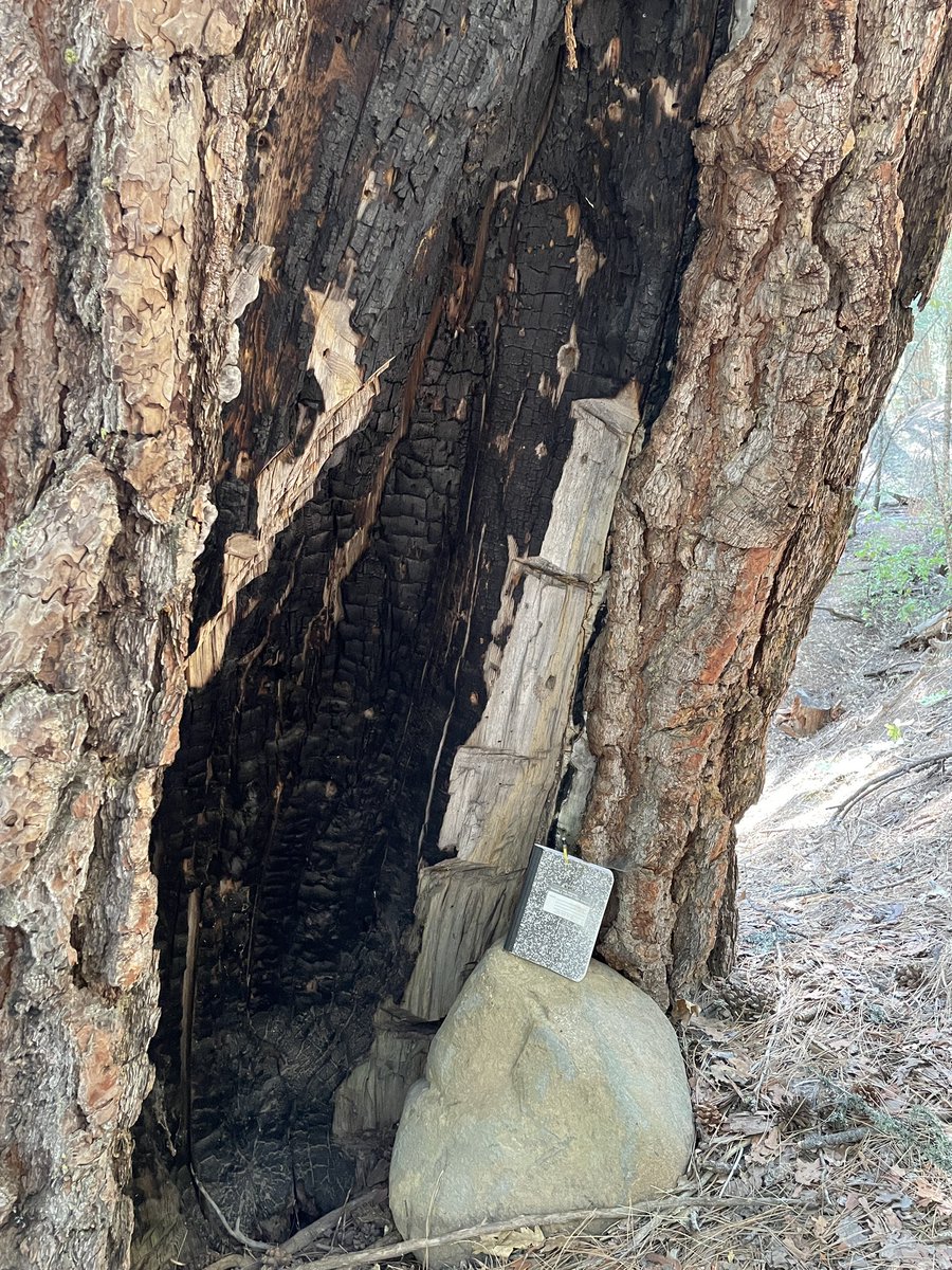 marschall_joe's tweet image. Stoked to run into this monster Sierra Nevada ponderosa pine (#firescarfriday)this week, with cool (multiple episodes?) modifications as a bonus. Note the notepad for scale 👀