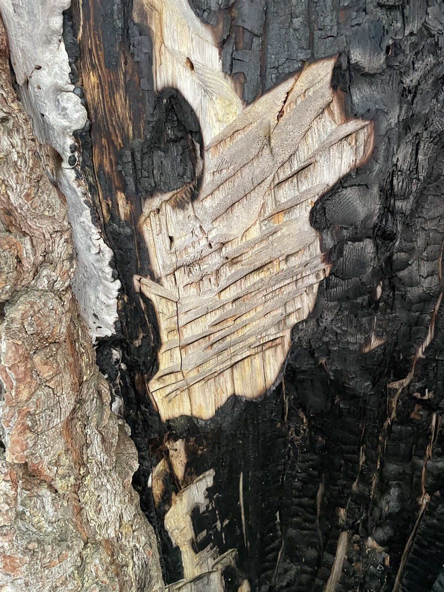 marschall_joe's tweet image. Stoked to run into this monster Sierra Nevada ponderosa pine (#firescarfriday)this week, with cool (multiple episodes?) modifications as a bonus. Note the notepad for scale 👀