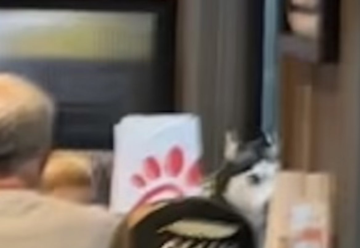KevinFloyd's tweet image. Since when are dogs allowed inside @ChickfilA … much less at a table? No, thank you.
