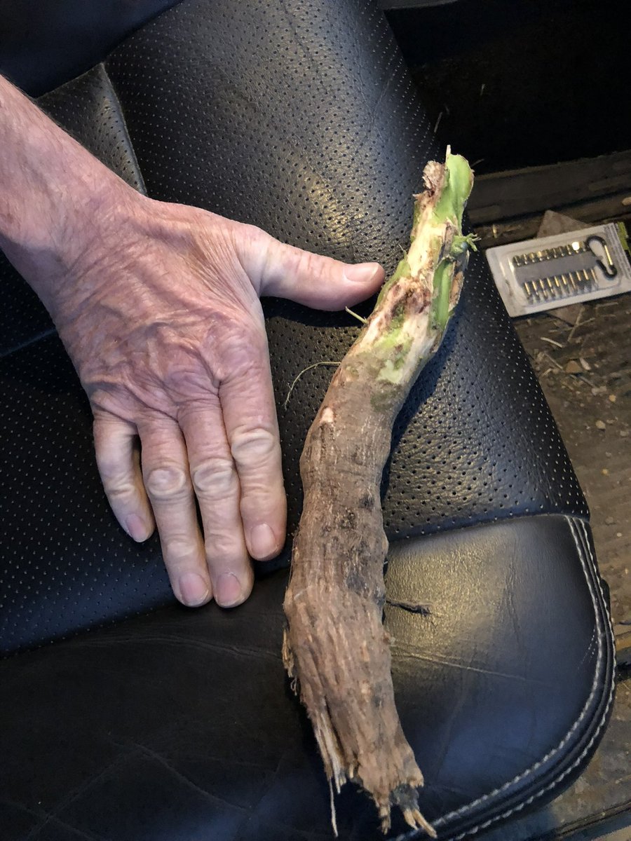 wrjack74's tweet photo. @xerofarmer Came across a kochia plant a few years ago. Massive. Legit looked like a Christmas tree. This is the stalk. #quitetheplant https://t.co/ngxYudzQxt